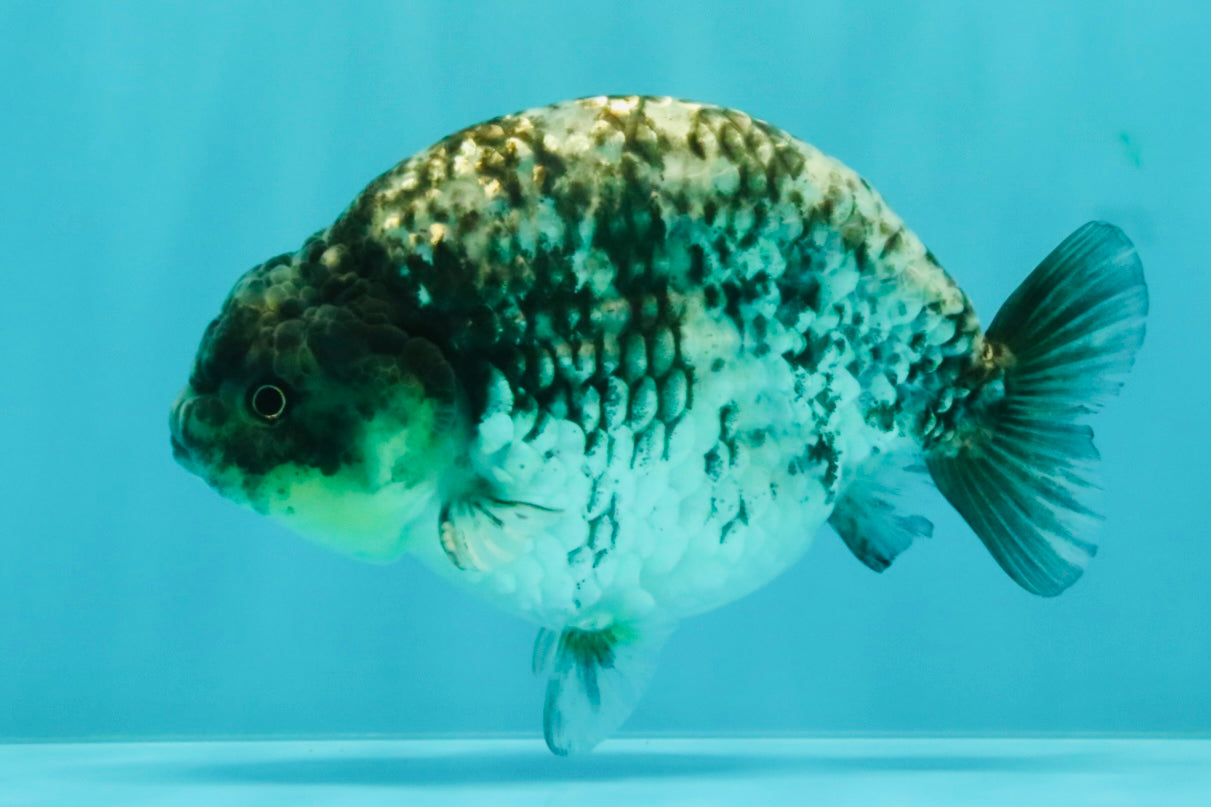 CHUBBY AAA Grade White Tiger Ranchu Male 4.5-5 inches #073126RC_10