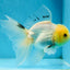 White Long Tail Oranda Male 5-5.5 inches #062025OR_15