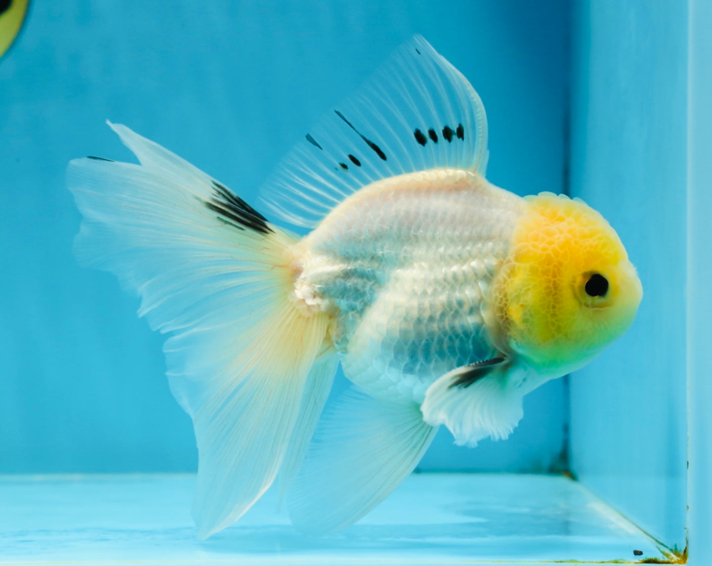 White Long Tail Oranda Male 5-5.5 inches #062025OR_15