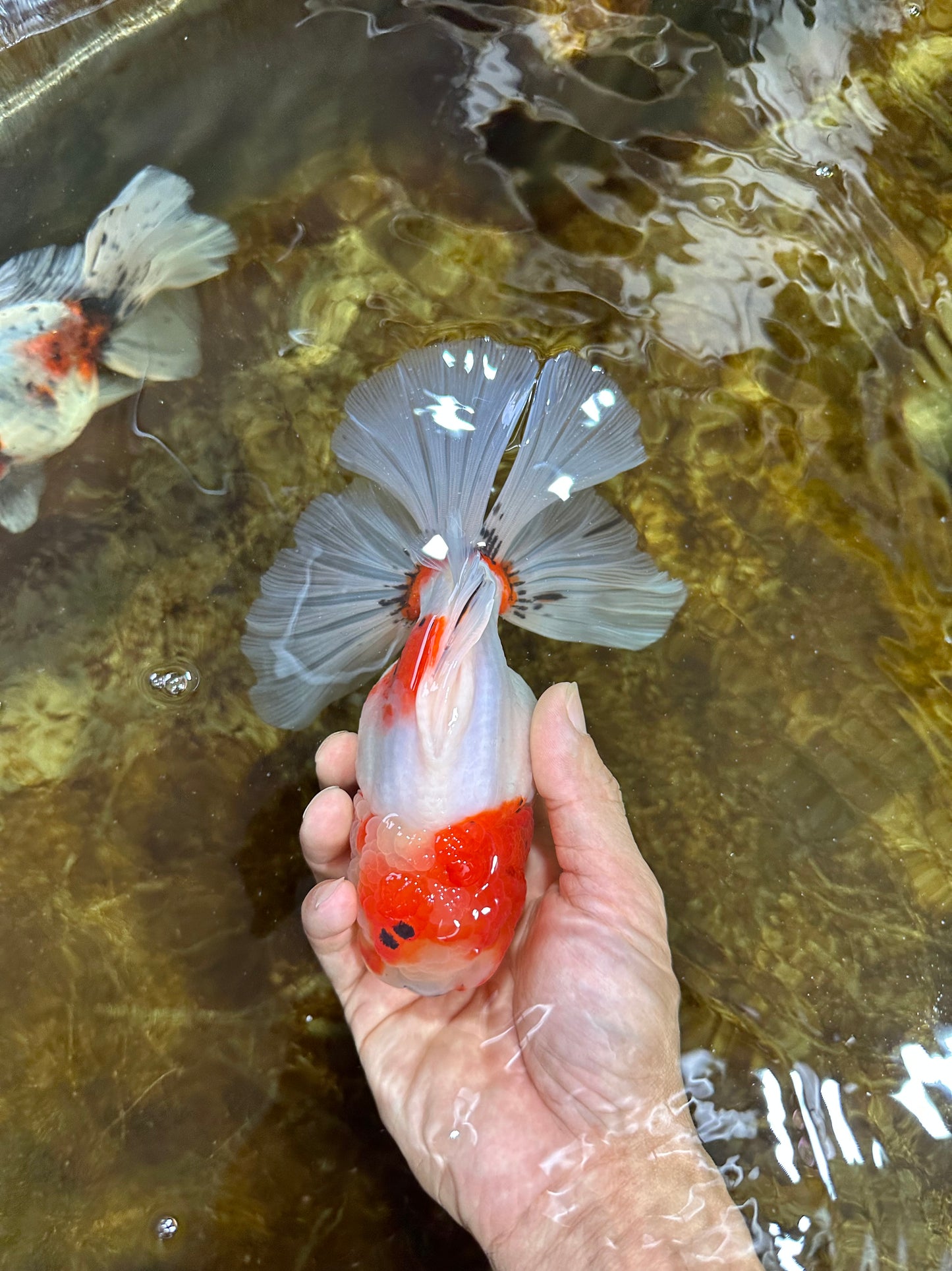 AAA Grade CHUNKY Sakura Oranda Female 6-6.5 inches #080825OR_15