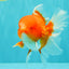 CHUNKY A Grade Cherry Blossom Red White Oranda Male 5.5 inches #061926OR_25