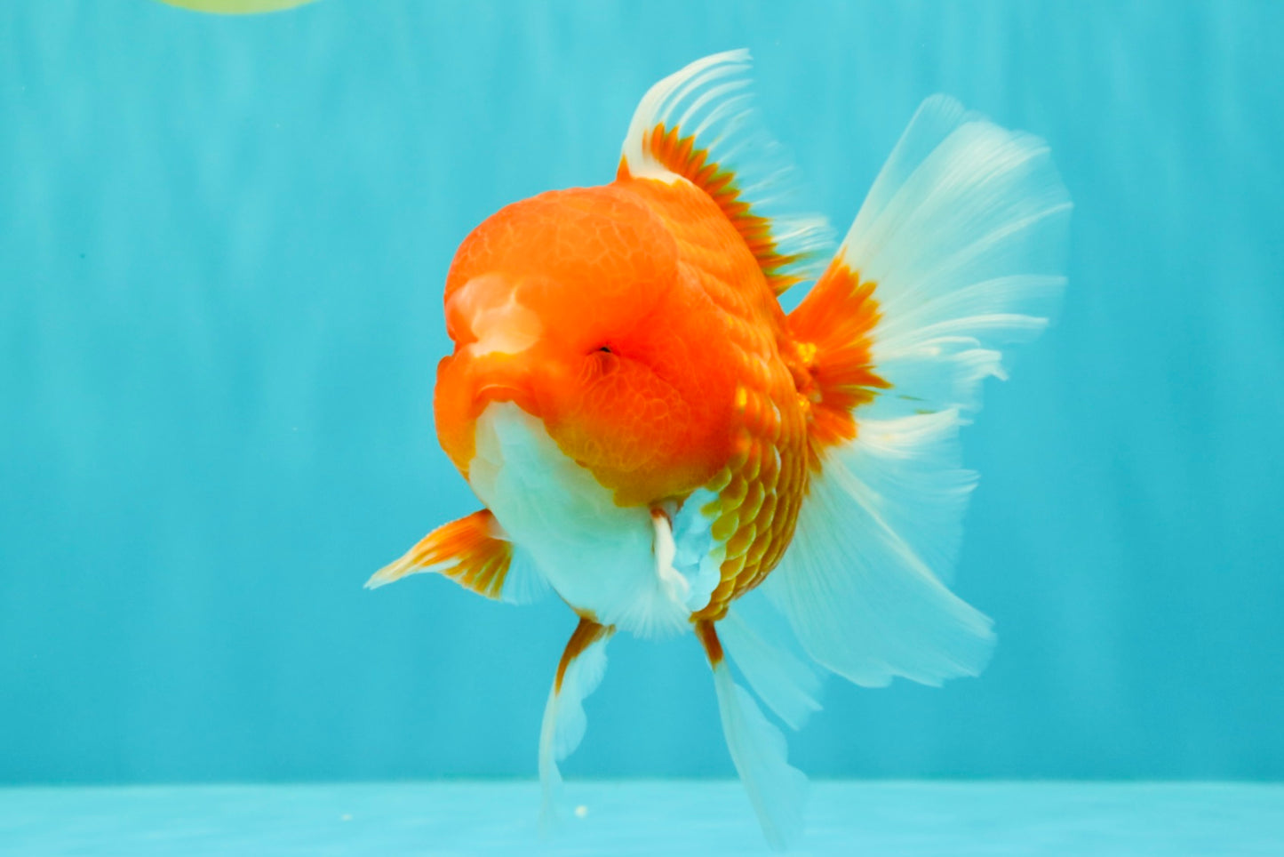 CHUNKY A Grade Cherry Blossom Red White Oranda Male 5.5 inches #061926OR_25