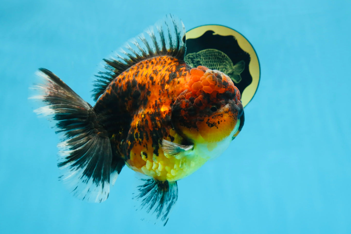 AAA Grade Super Chonky Tiger Godzilla Oranda Male 6 inches #072525OR_13