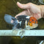 A Grade SUPER WEN Tricolor Oranda Female 6-6.5 inches #072525OR_22