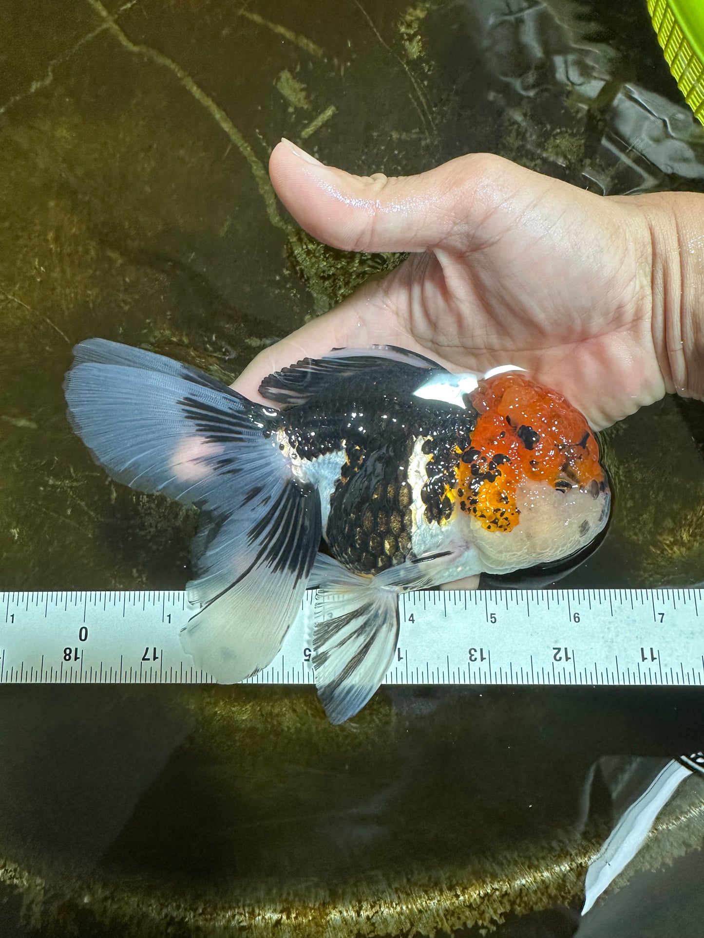 A Grade SUPER WEN Tricolor Oranda Female 6-6.5 inches #072525OR_22