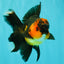 LAVA AAA Grade Apache Oranda Male 5.5 inches #100926OR_21