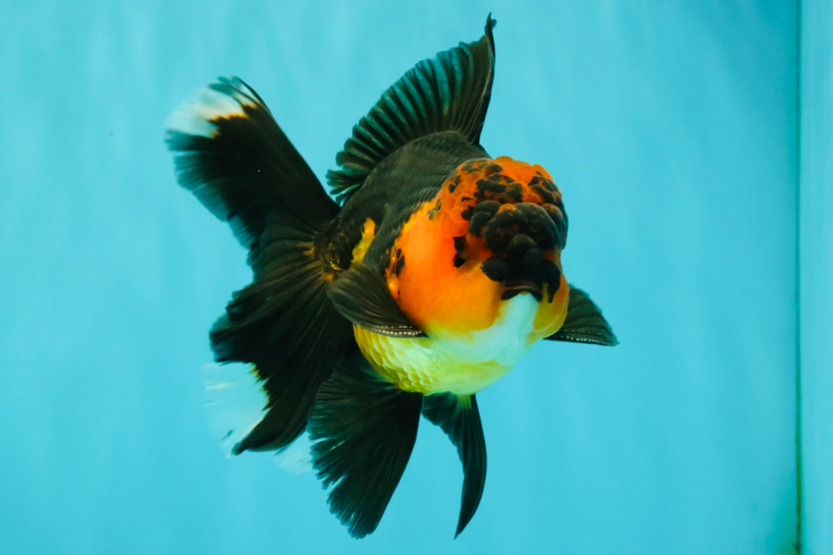 LAVA AAA Grade Apache Oranda Male 5.5 inches #100926OR_21