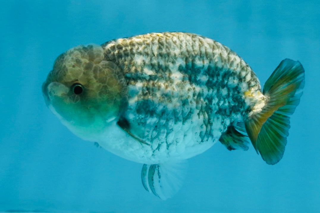 A Grade White Tiger LionKing 4.5 inches #103125LC_13