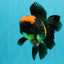A Grade Tricolor Red Head Oranda Male 5-5.5 inches #041726OR_10