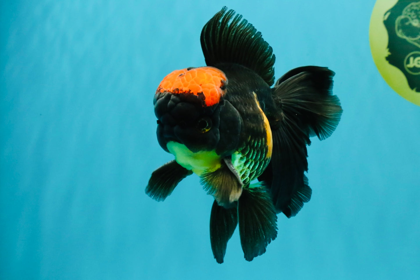A Grade Tricolor Red Head Oranda Male 5-5.5 inches #041726OR_10
