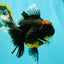 A Grade Kirin Oranda Female 7 inches #071726OR_05