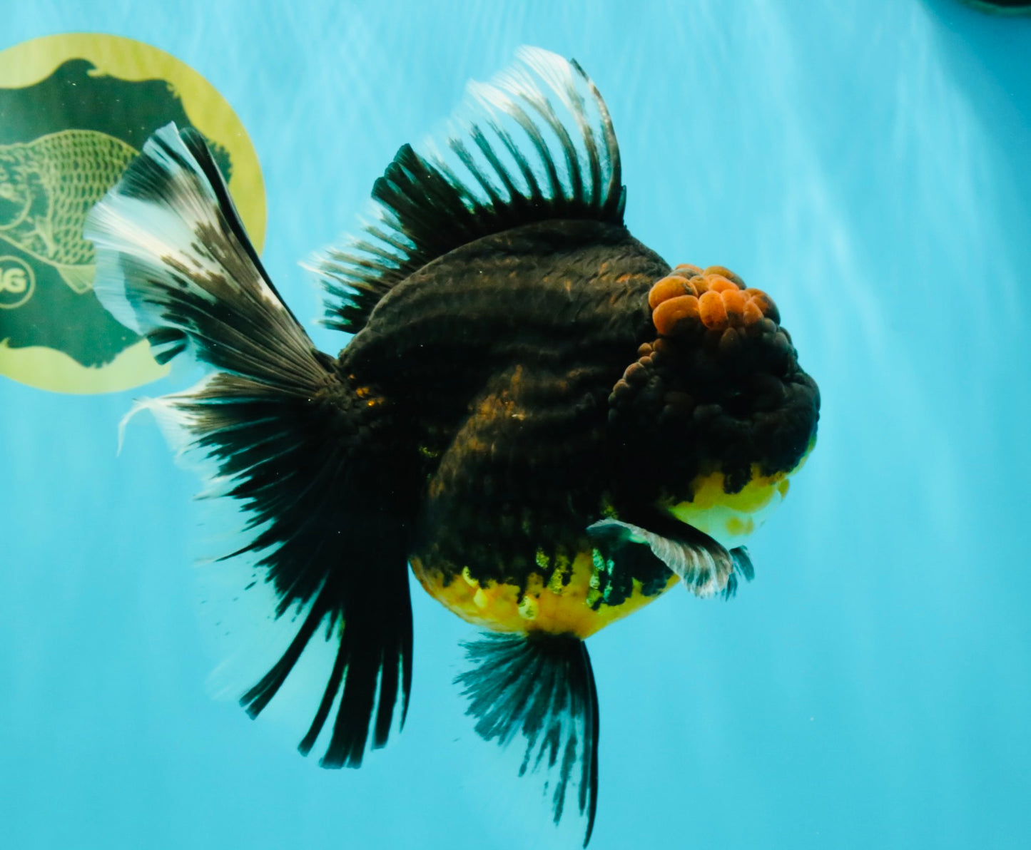 A Grade Kirin Oranda Female 7 inches #071726OR_05
