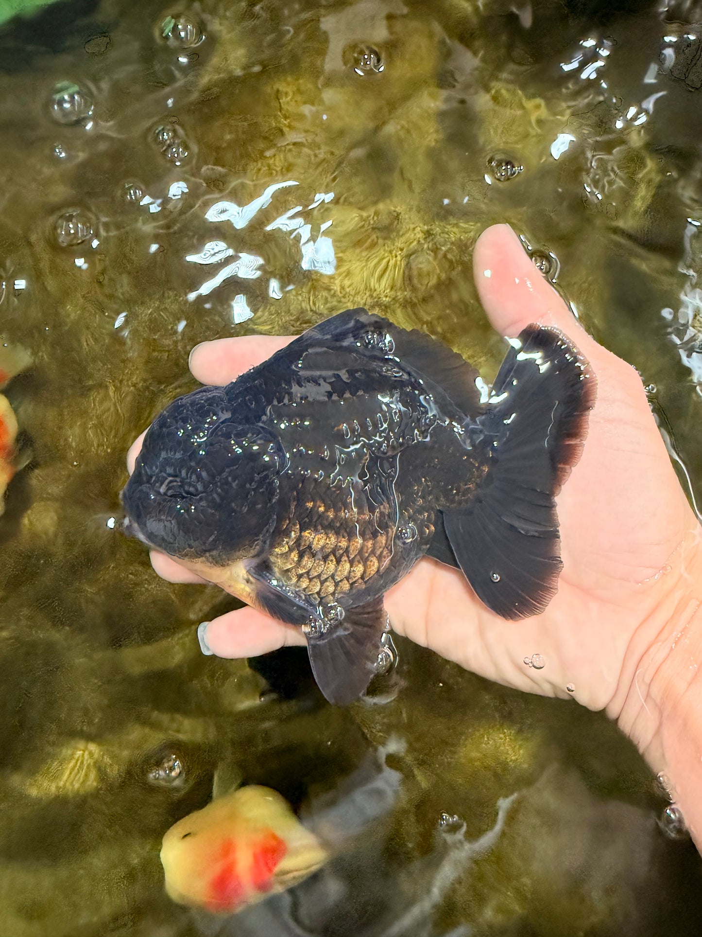 AAA Grade Godzilla Black Yuanbao Male 5-5.5 inches #103125YB_03