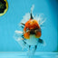 A Grade Calico Kirin Oranda Male 6-6.5 inches #121925OR_12