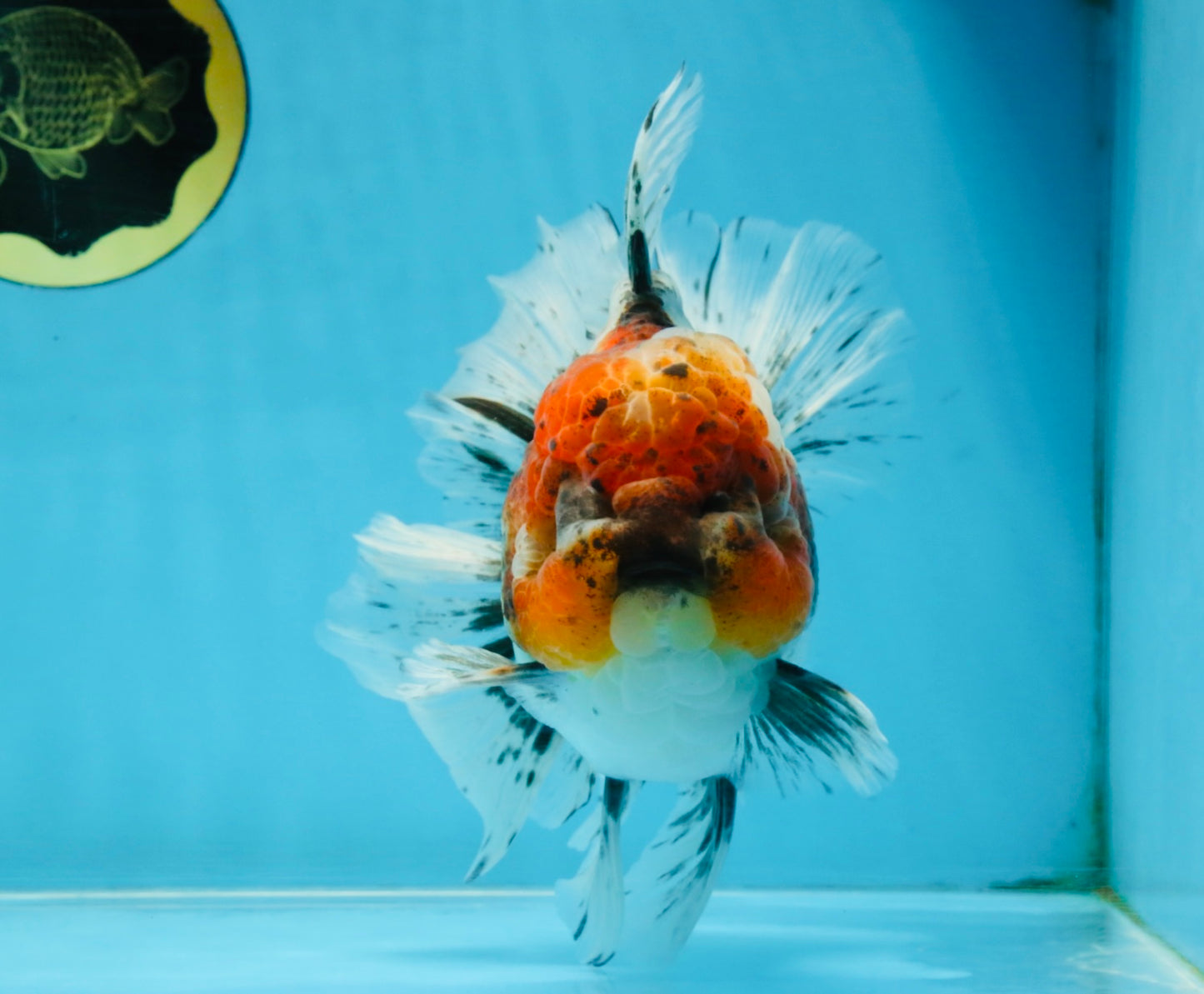 A Grade Calico Kirin Oranda Male 6-6.5 inches #121925OR_12