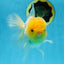 A Grade LIPSTICK Lemonhead Oranda Male 5-5.5  inches #082225OR_17