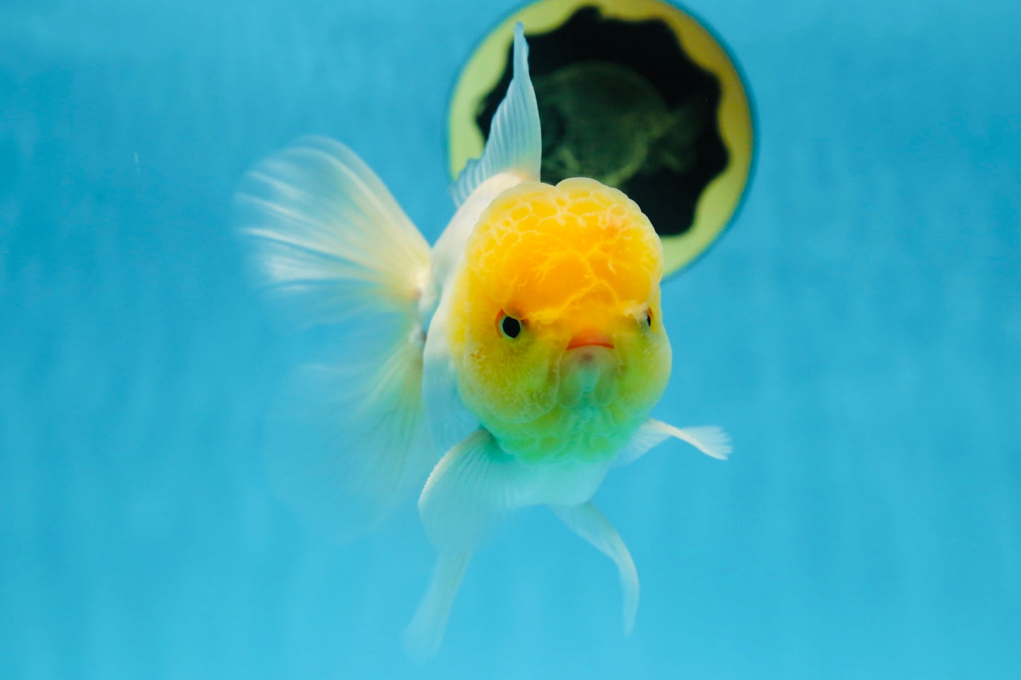 A Grade LIPSTICK Lemonhead Oranda Male 5-5.5  inches #082225OR_17