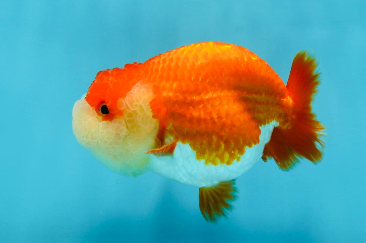 AAA Grade Peekaboo Red White LionQueen 4-4.5 inches #050925LC_15