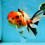 AAA Grade BEAUTY Tricolor Sakura Oranda Female 6 inches #082225OR_06