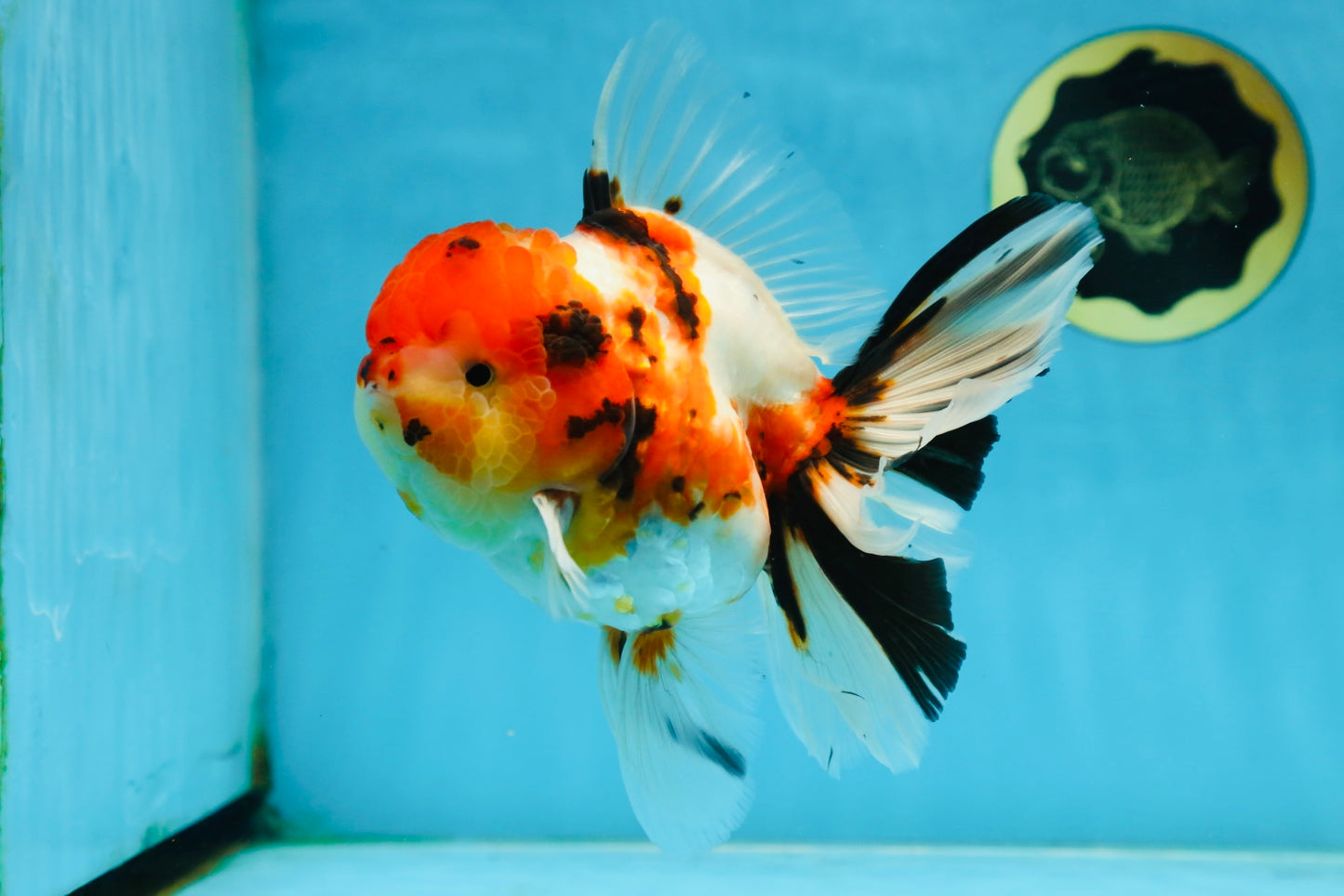 AAA Grade BEAUTY Tricolor Sakura Oranda Female 6 inches #082225OR_06