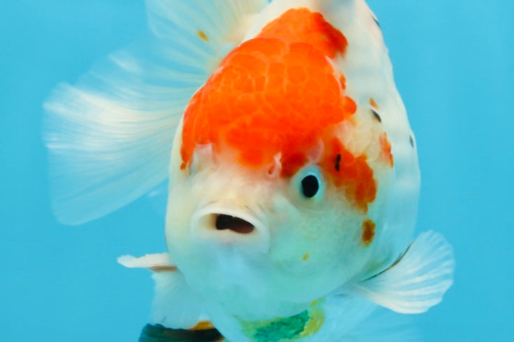 A Grade Sakura Yuanbao Male 4.5 inches #101025YB_25