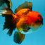 A Grade Apache Oranda Male 6 inches #080125OR_06