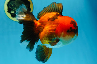 A Grade Apache Oranda Male 6 inches #080125OR_06