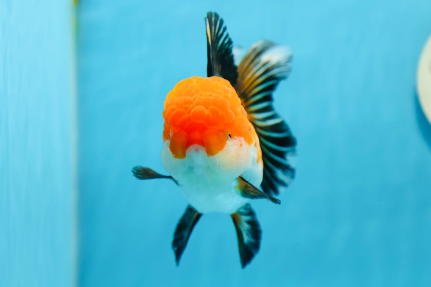 AAA Grade Tricolor Oranda Female 5 inches #0901OR_06