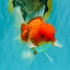 AAA Grade Red White Oranda Male 5.5-6 inches #072426OR_08