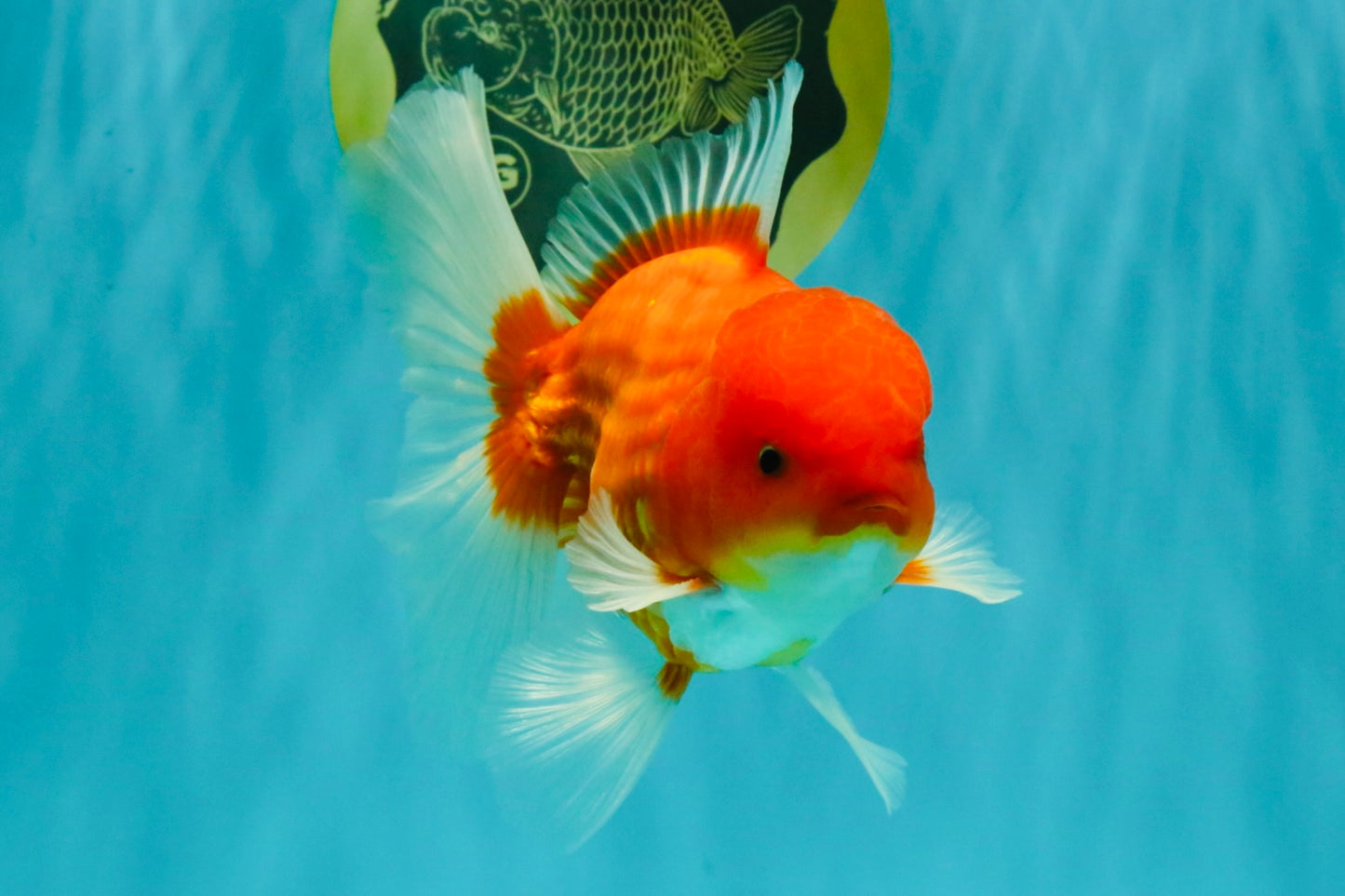 AAA Grade Red White Oranda Male 5.5-6 inches #072426OR_08
