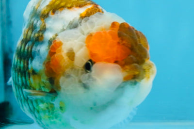 A Grade Calico Blue Base LionQueen 5 inches #103125LC_17