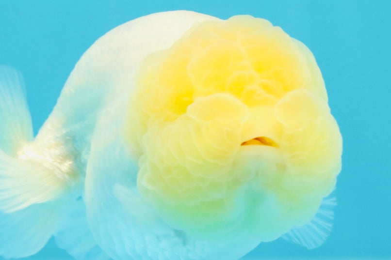 A Grade White LionQueen 4-4.5 inches #030626LC_02