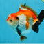 CHONKY A Grade Tricolor Yuanbao Male 4.5 inches #110725YB_06