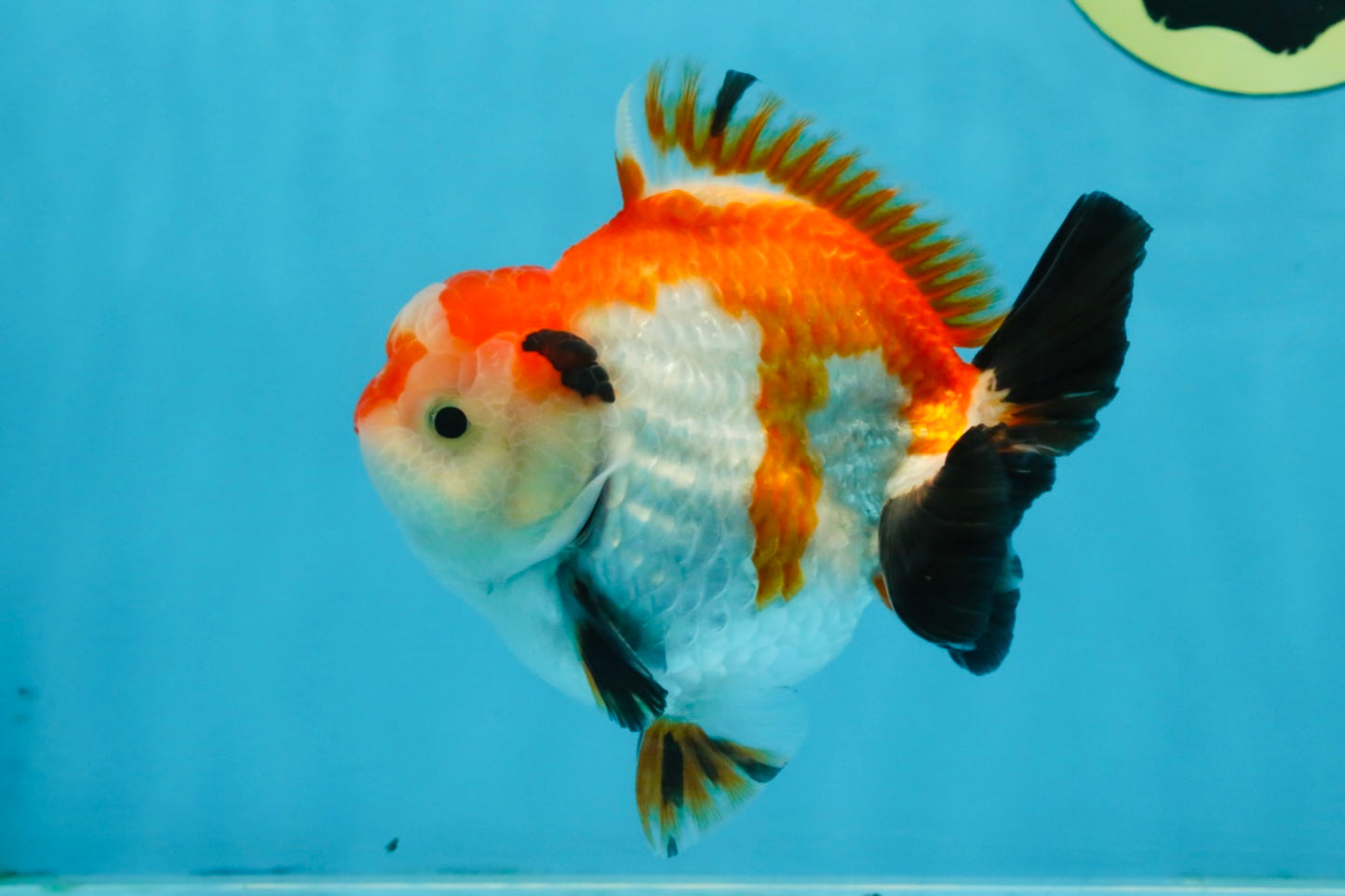 CHONKY A Grade Tricolor Yuanbao Male 4.5 inches #110725YB_06