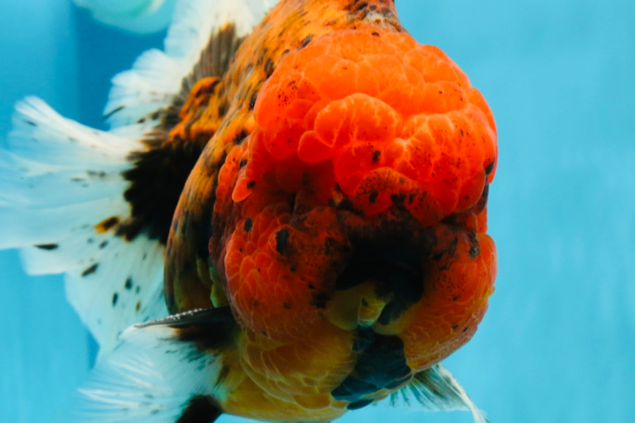 CHONKY AAA Grade Tiger Oranda Male 6.5 inches #022026OR_08