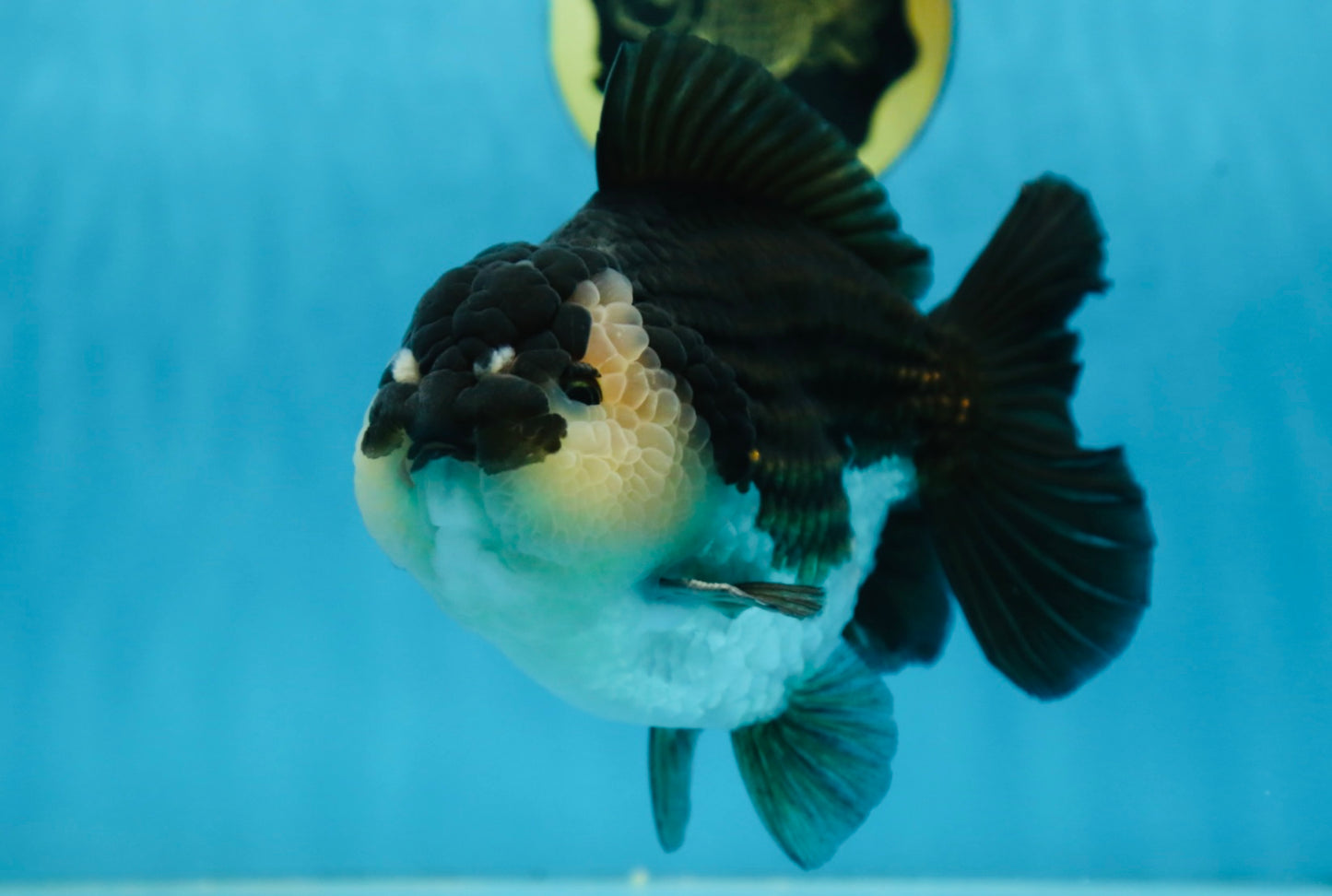 AAA Grade Panda Yuanbao Male 6 inches #091225YB_01