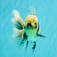 AAA Grade White Marble Oranda Male 5.5 inches #070626OR_23