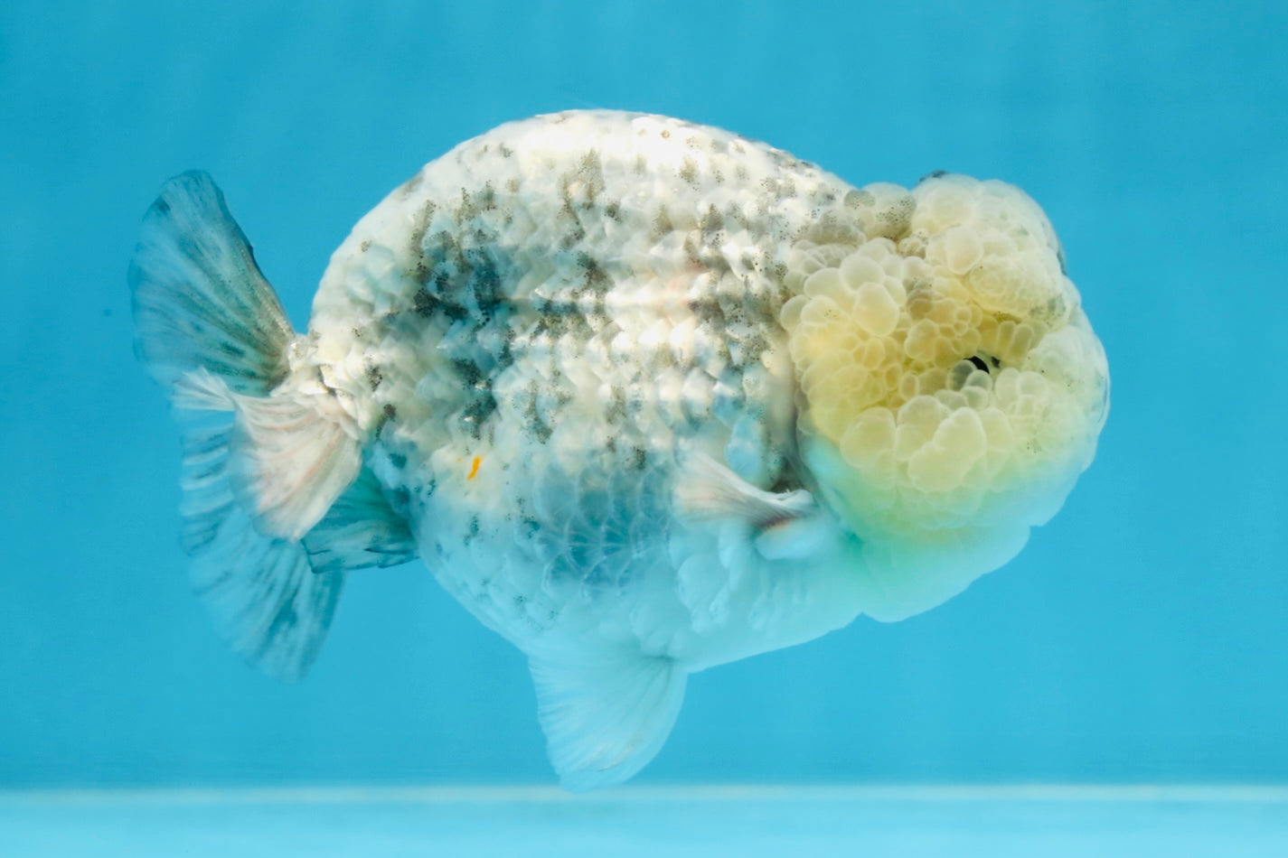 A Grade SUPER CUTE White Tiger LionKing 4.5 inches #100325LC_09