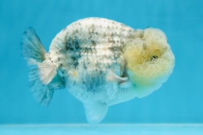 A Grade SUPER CUTE White Tiger LionKing 4.5 inches #100325LC_09