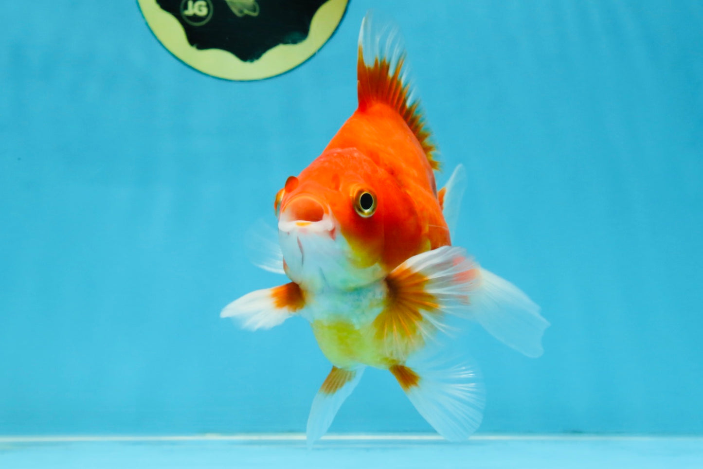 A Grade Red White Ryukin Male 5.5 inches #111425RK_13