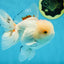 A Grade STUNNING Red White Oranda Male 5.5-6  inches #051625OR_25