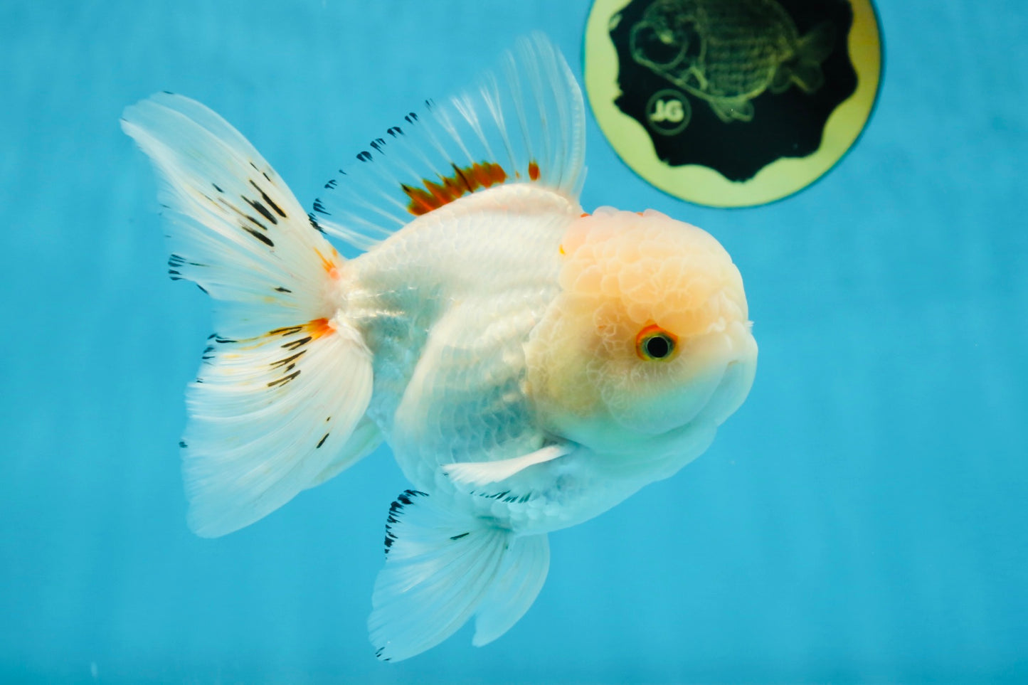 A Grade STUNNING Red White Oranda Male 5.5-6  inches #051625OR_25