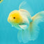 A Grade White Oranda Male 5-5.5 inches #102326OR_18