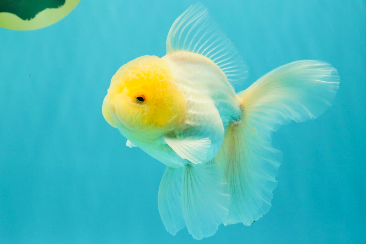 A Grade White Oranda Male 5-5.5 inches #102326OR_18