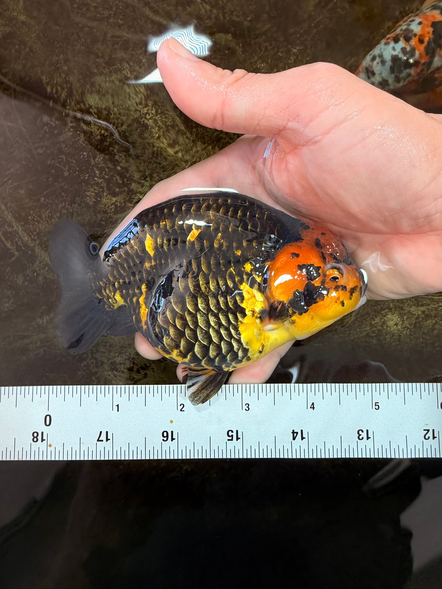 Tiger Chinese Ranchu Female 4.5-5 inches #101025RC_13