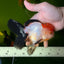 Tricolor Oranda Female 5-5.5 inches #041026OR_06