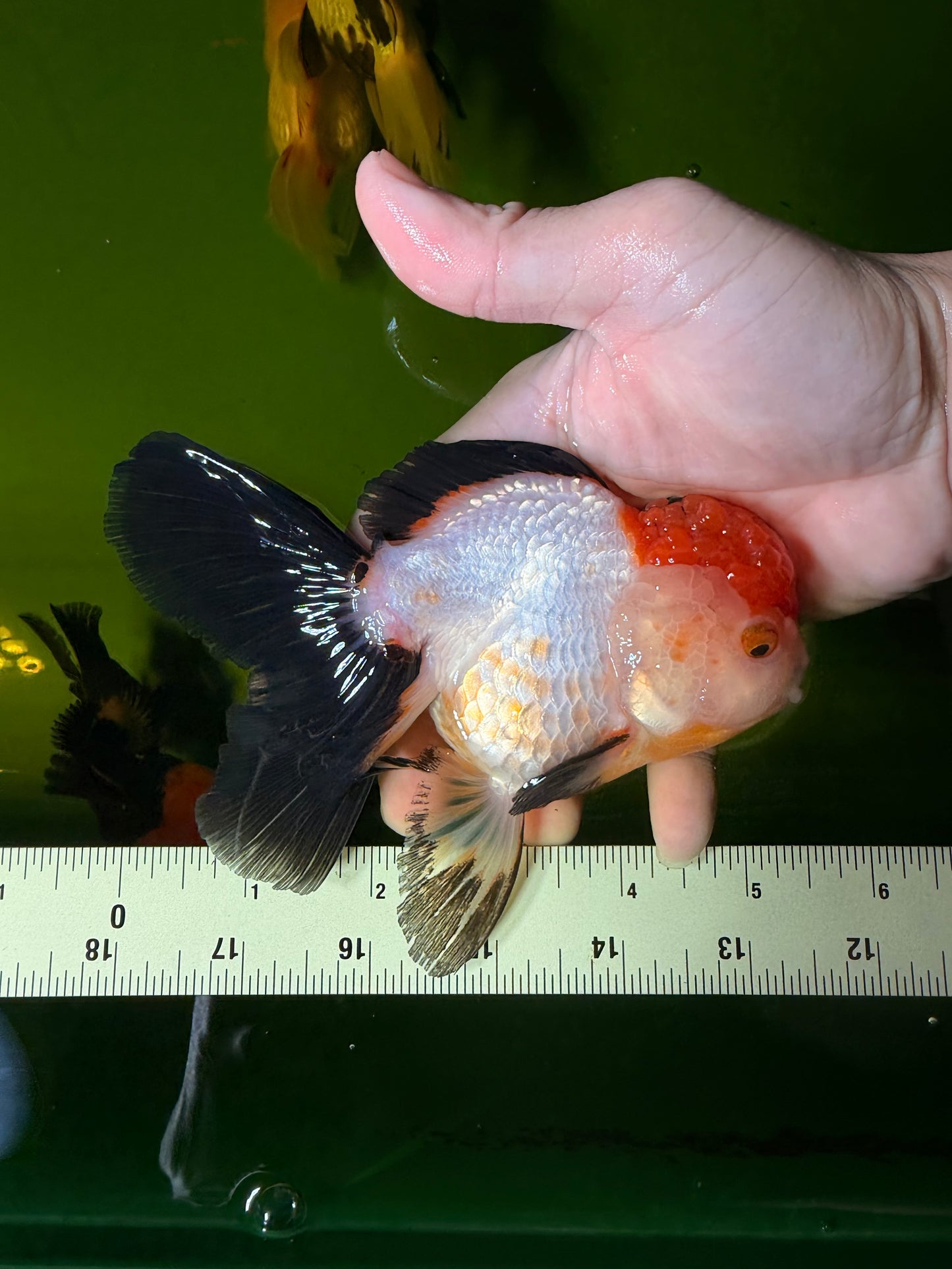 Tricolor Oranda Female 5-5.5 inches #041026OR_06