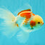 A Grade Kohaku Oranda Male 6-6.5 inches #090426OR_10
