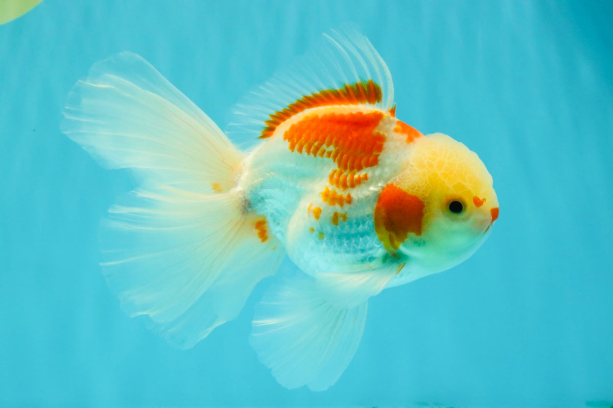 A Grade Kohaku Oranda Male 6-6.5 inches #090426OR_10