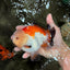AAA Grade Tricolor Yuanbao Male 5 inches #072426YB_26